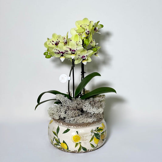Vaso de Cerâmica com Mine Orquídeas Phalianopisis