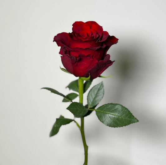 ROSAS UNIDADE