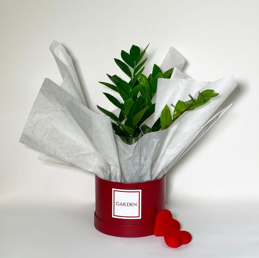 Box com zamioculcas