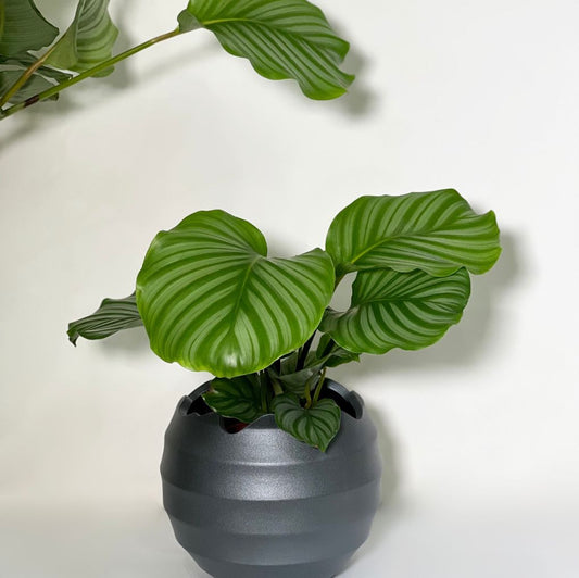 Calathea Orbifolia   em vaso de louça Portuguesa recortada