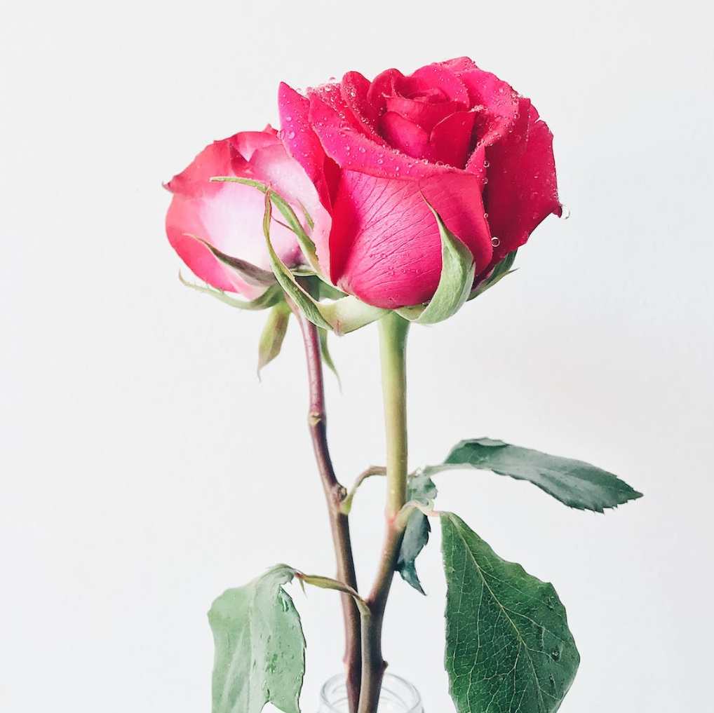 ROSAS UNIDADE