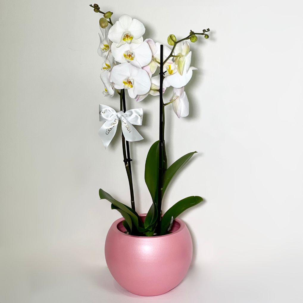 ORQUÍDEA COM VASO BOLA PINK