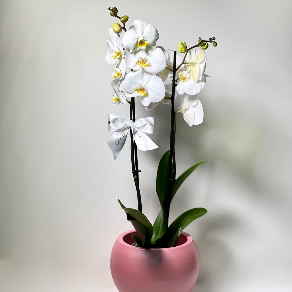 ORQUÍDEA COM VASO BOLA PINK