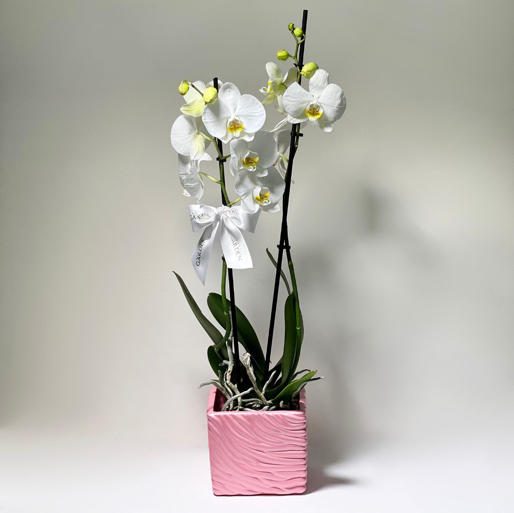Orquídeas Vaso Pink