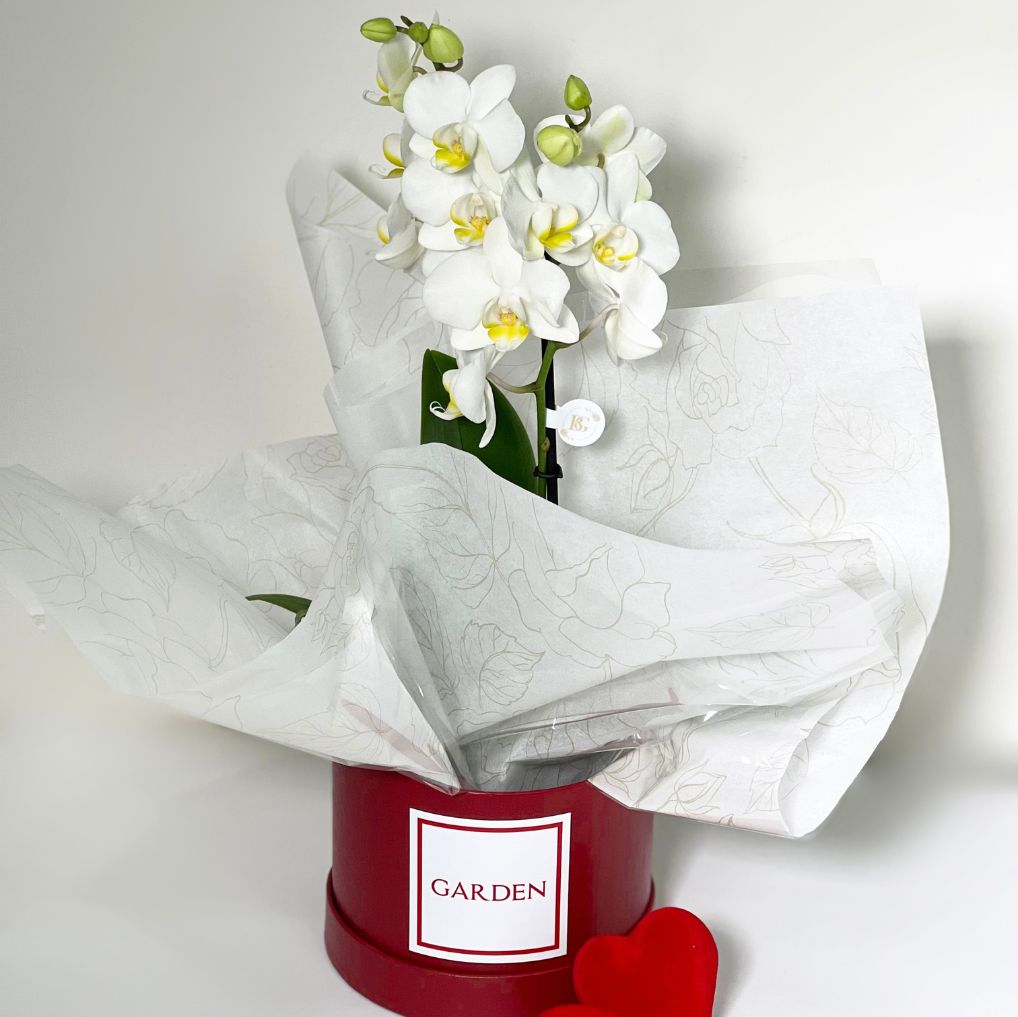 BOX ORQUÍDEA