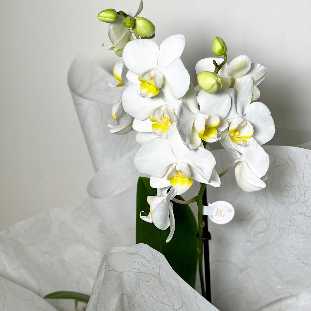 Box orquídea