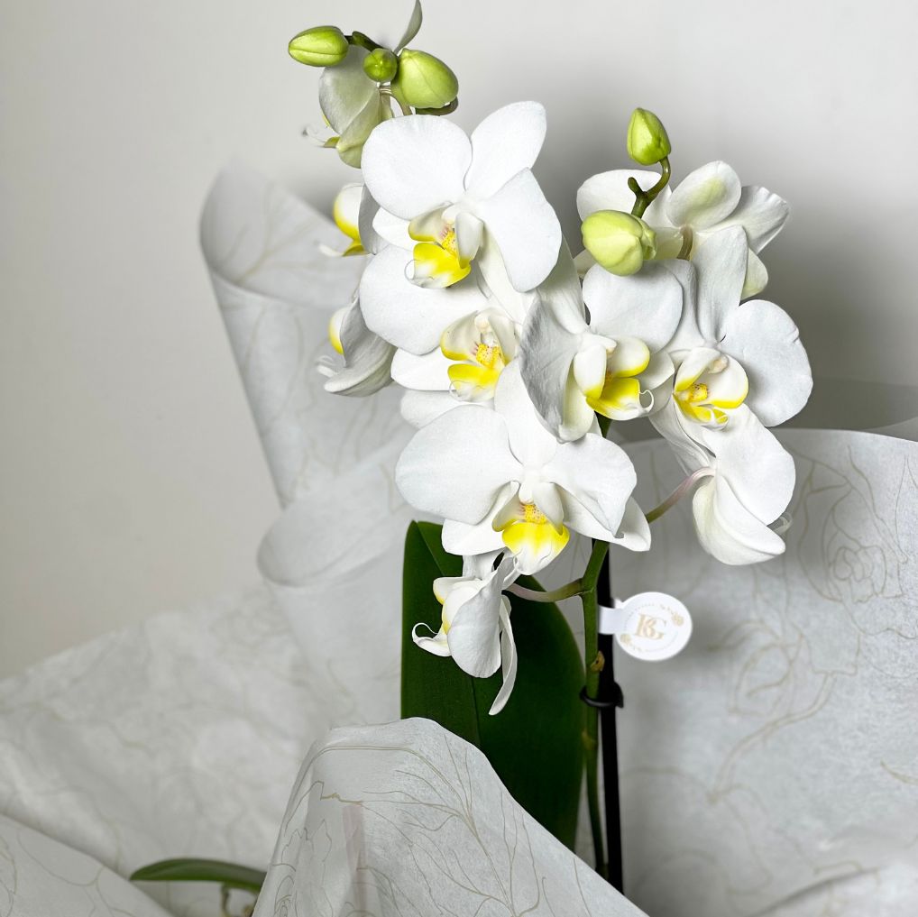 BOX ORQUÍDEA