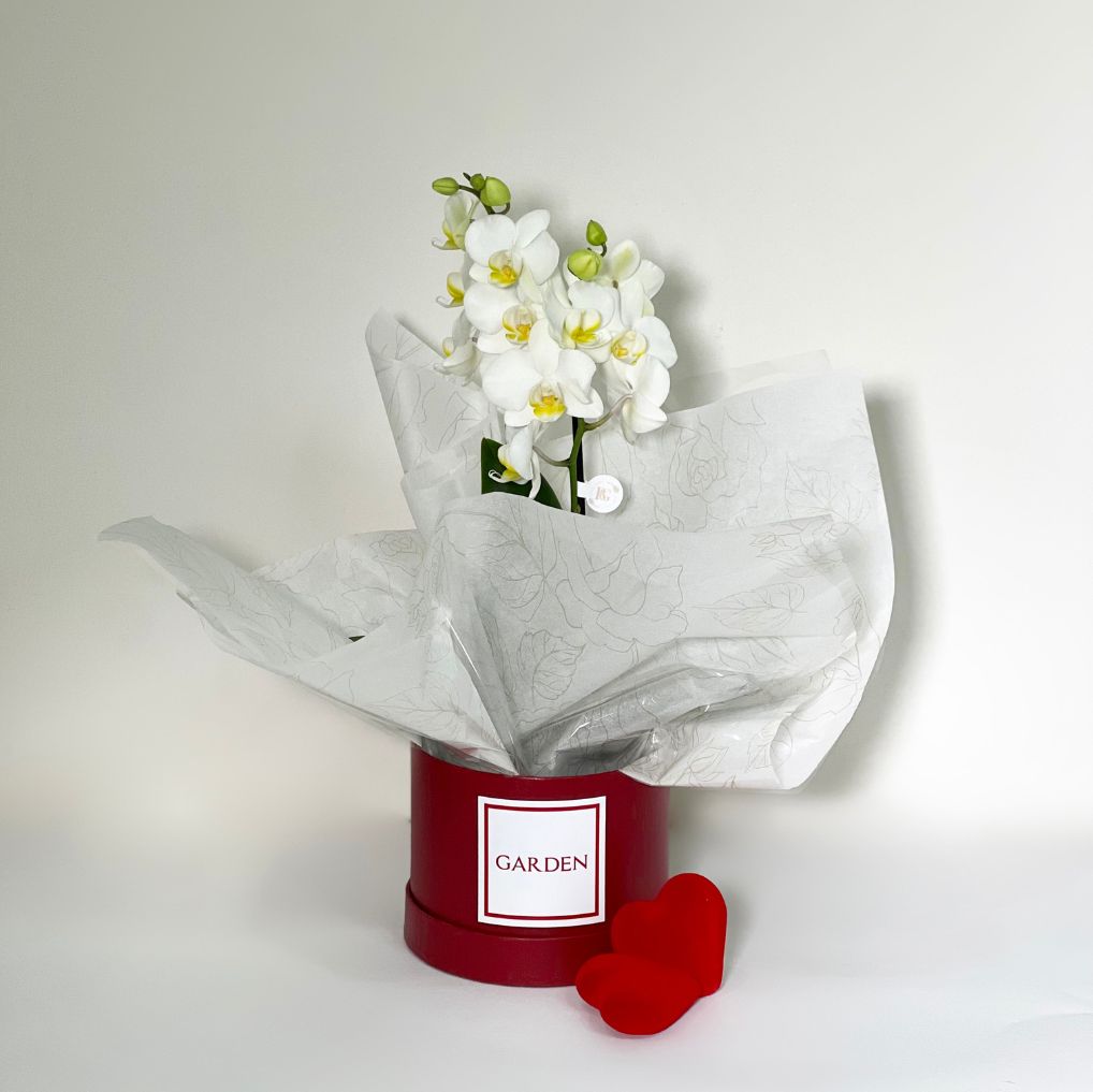 BOX ORQUÍDEA