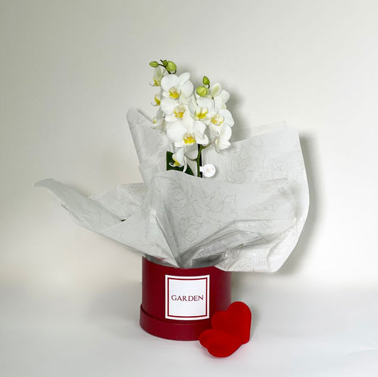 Box orquídea