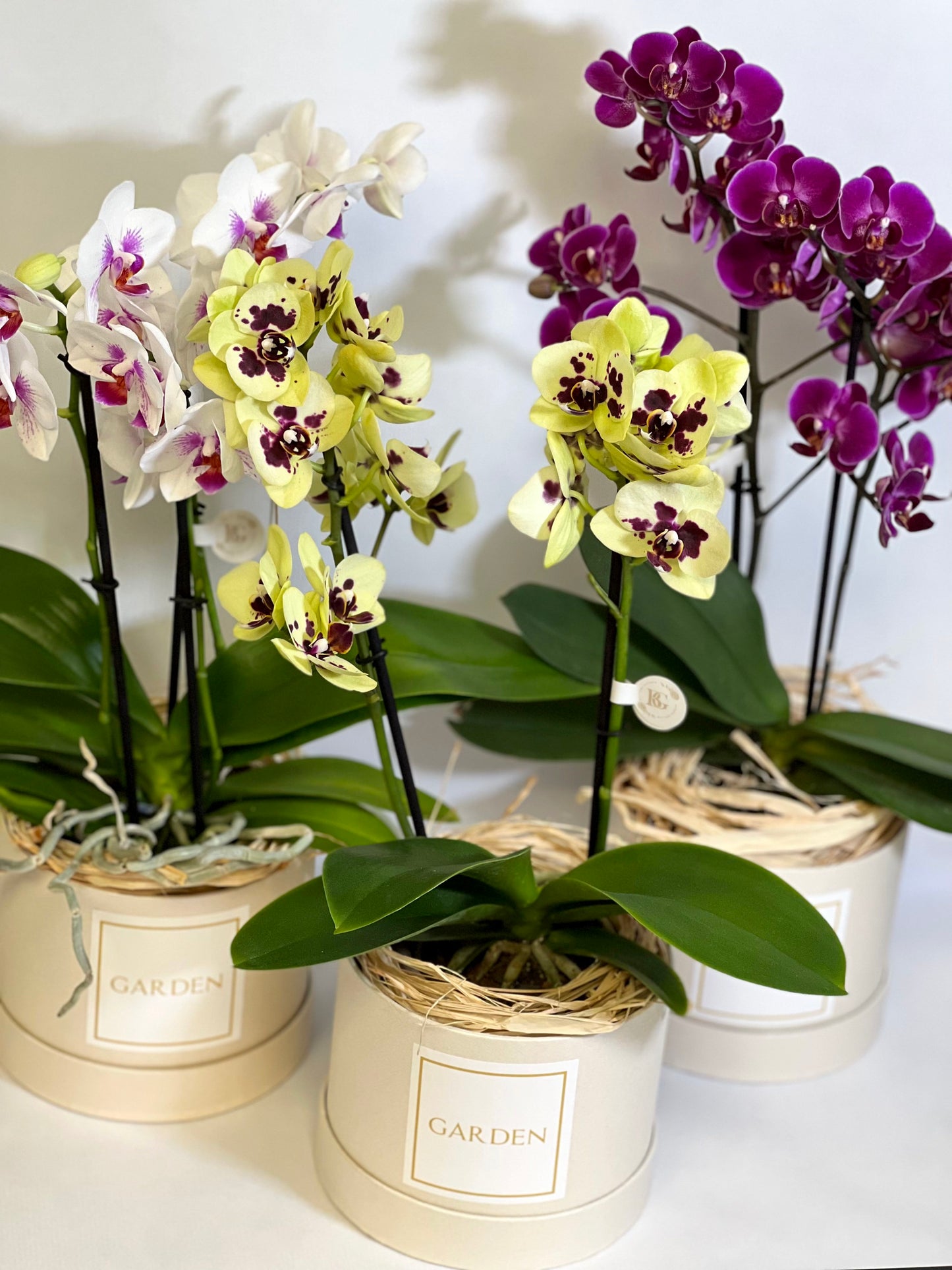 Orquídeas Mine Em Caixa Garden