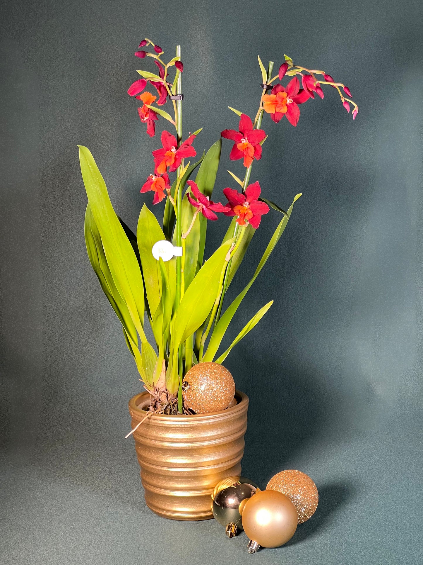 Orquídea Cambria com Vaso Reto Canelado Gold