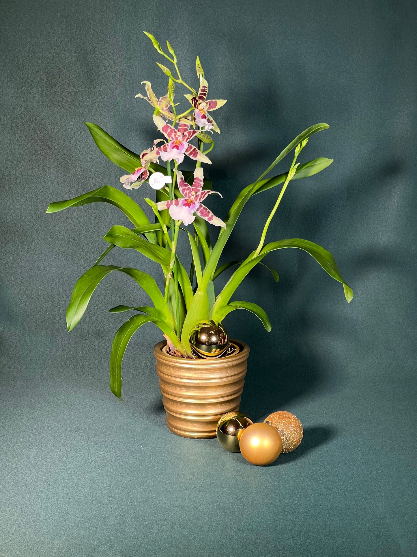 Orquídea Cambria com Vaso Reto Canelado Gold