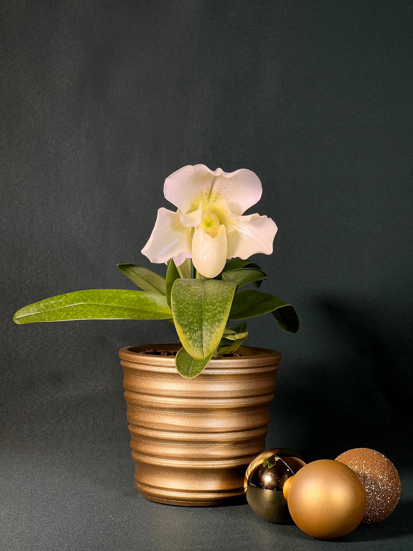 Orquídea Sapatinho Albina com Vaso Reto Canelado Gold