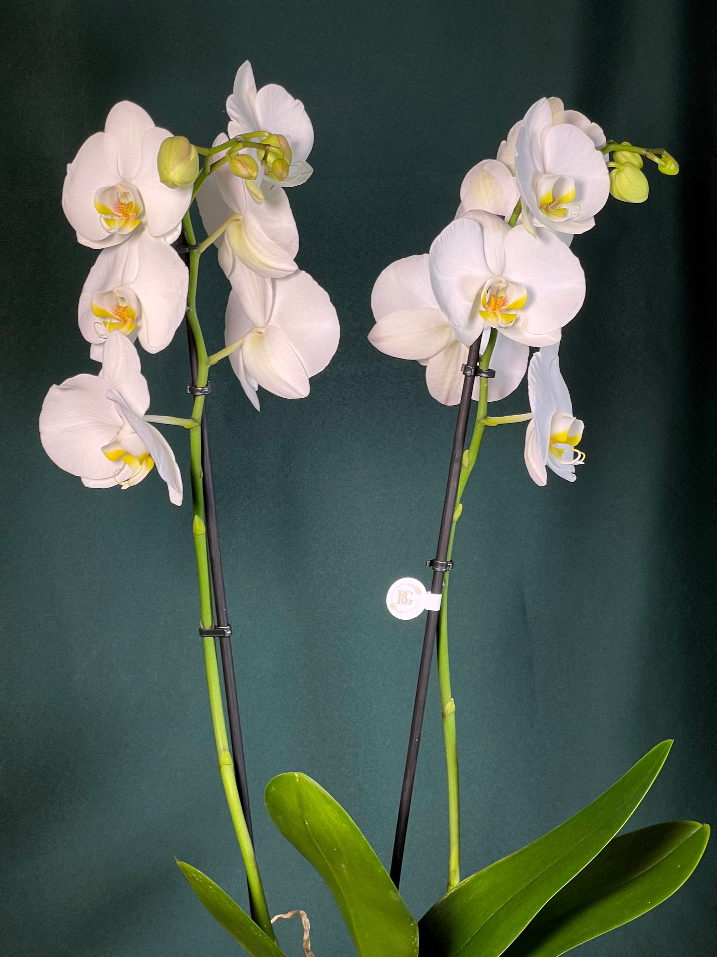 Orquídea Phalianopisis Com Vaso Bola Gold