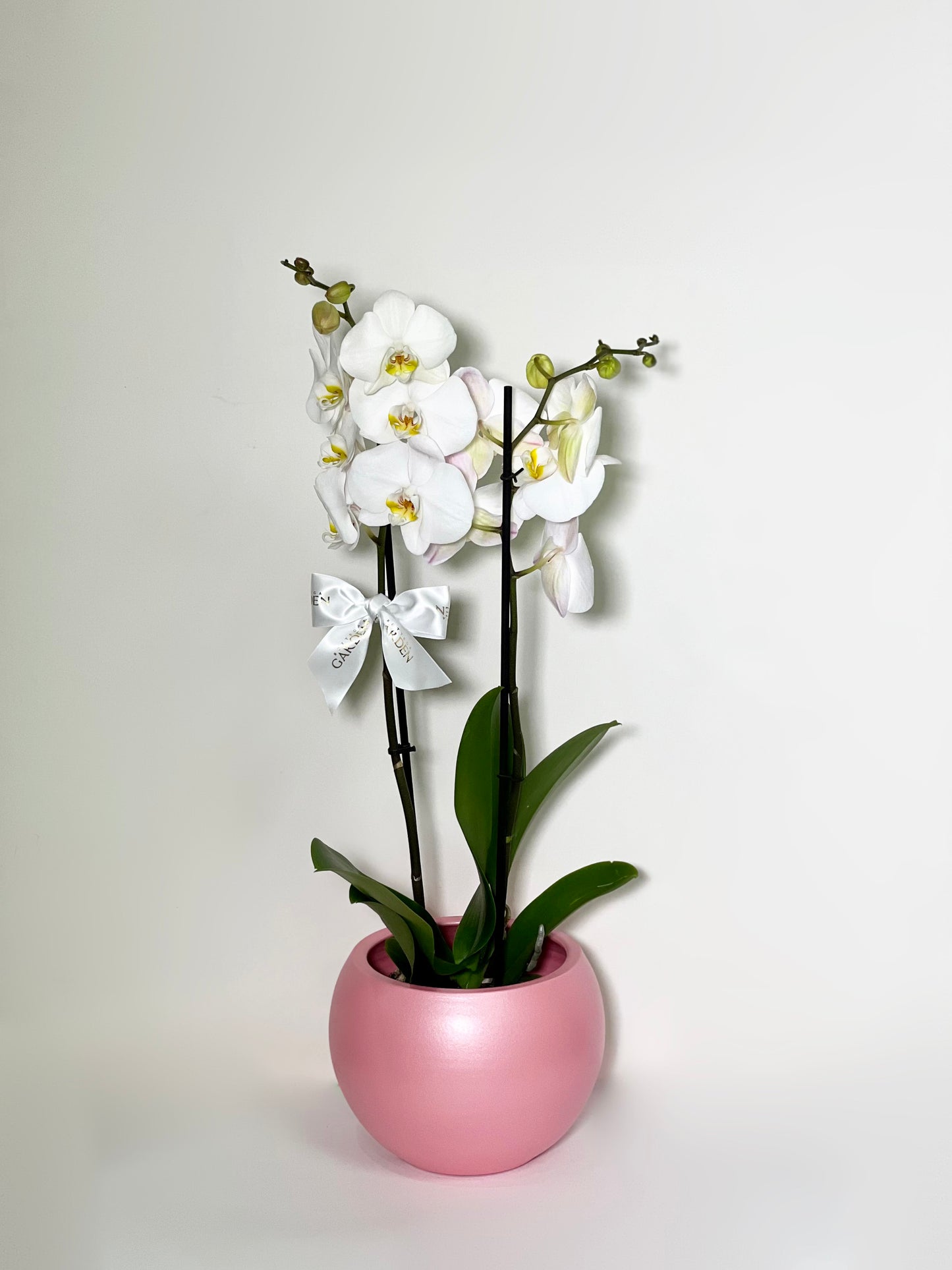 ORQUÍDEA COM VASO BOLA PINK