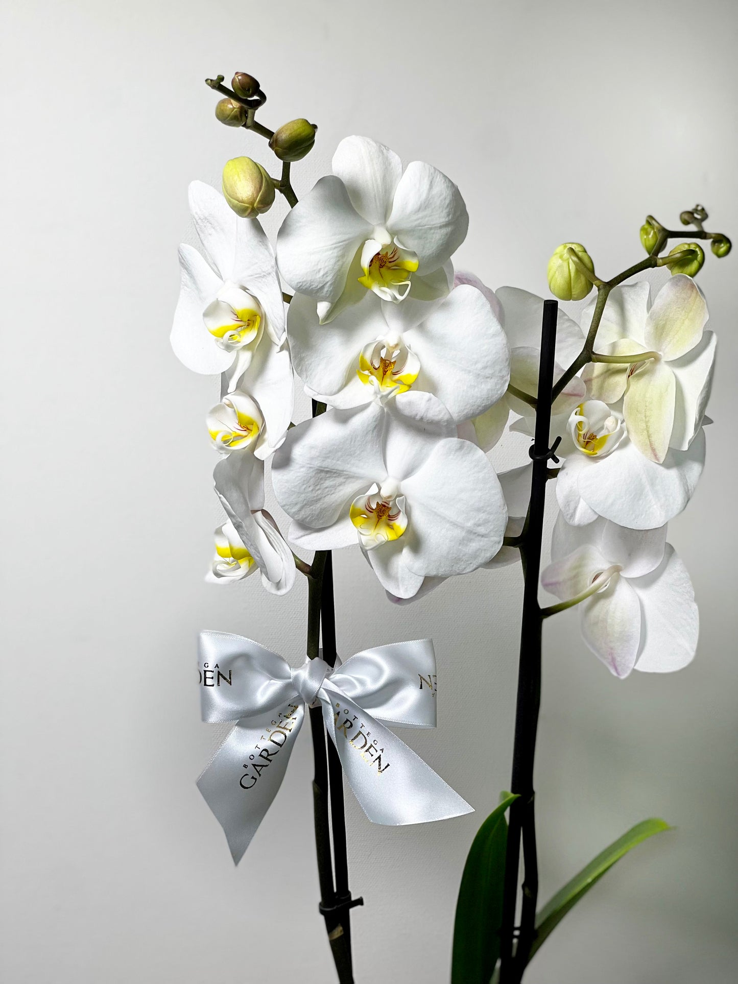 ORQUÍDEA COM VASO BOLA PINK