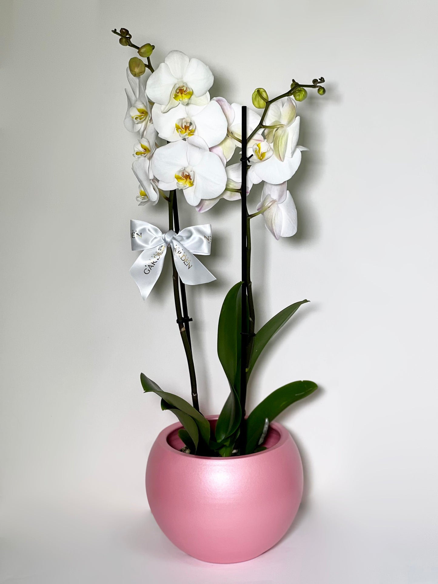 ORQUÍDEA COM VASO BOLA PINK