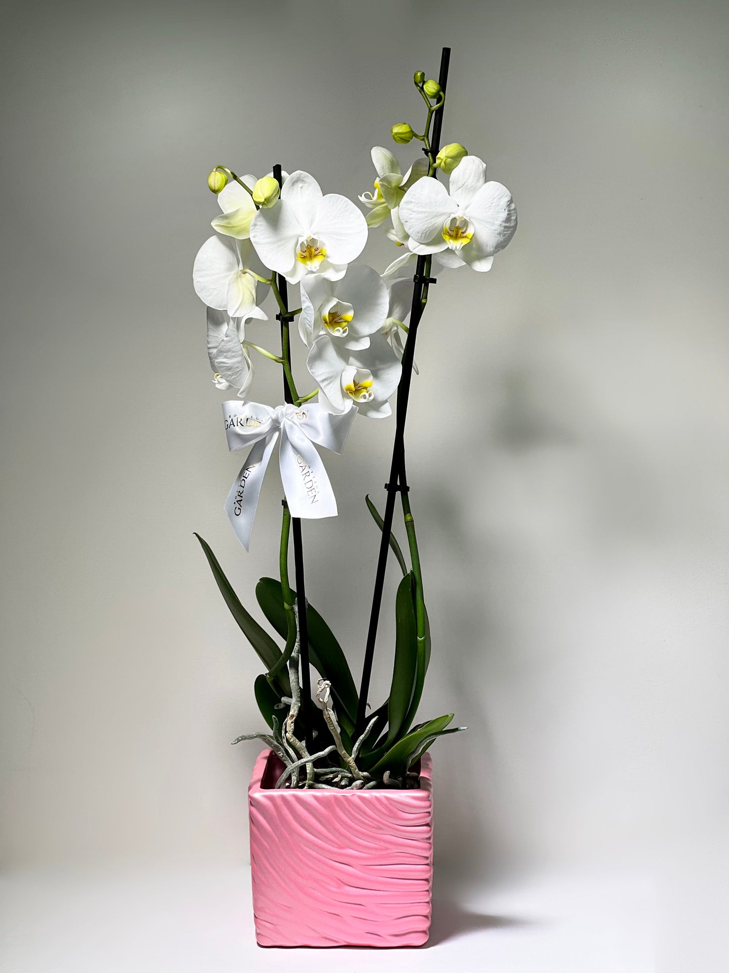Orquídeas Vaso Pink