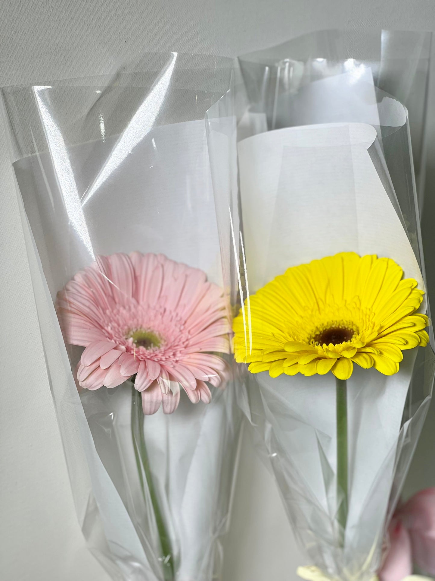 Gerberas unidades Women's Day