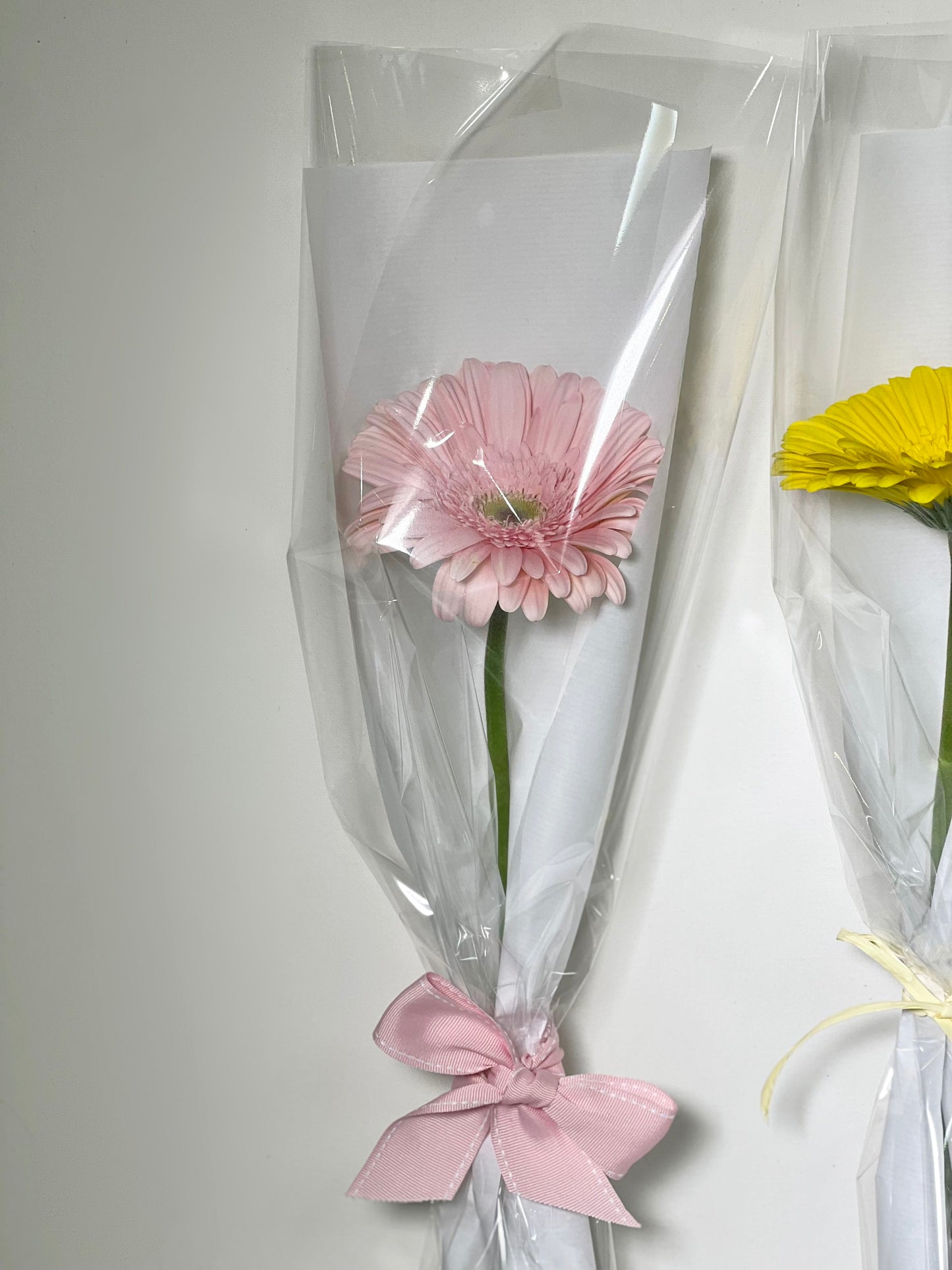 Gerberas unidades Women's Day