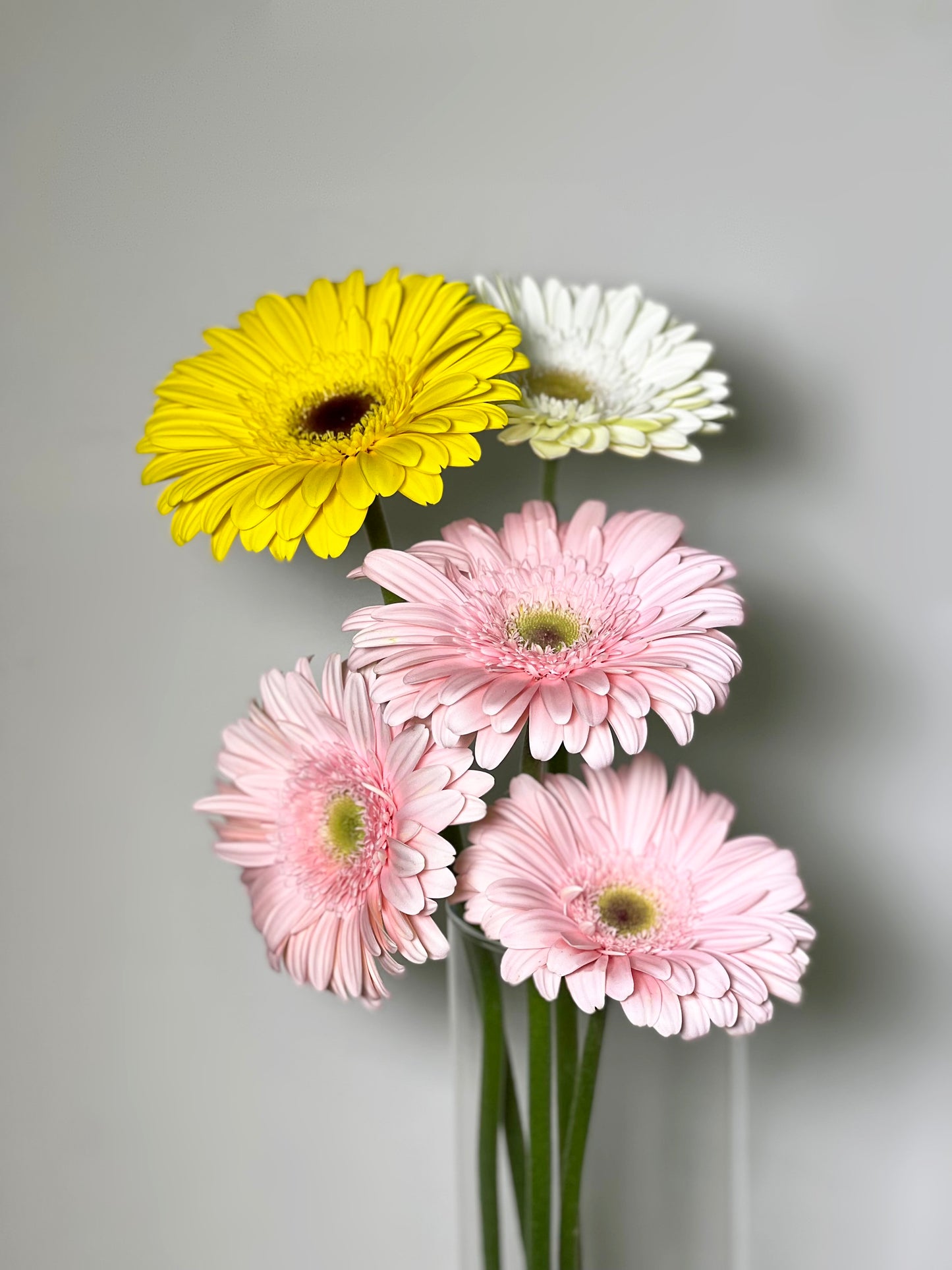 Gerberas unidades Women's Day