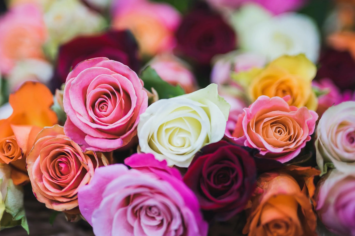 ROSAS UNIDADE